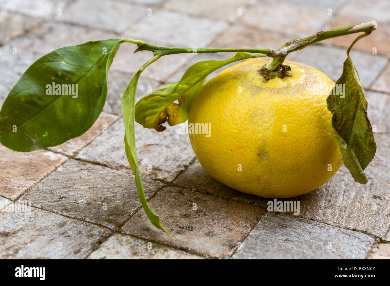 Il bergamotto frutto dalla Calabria, Italia Foto Stock