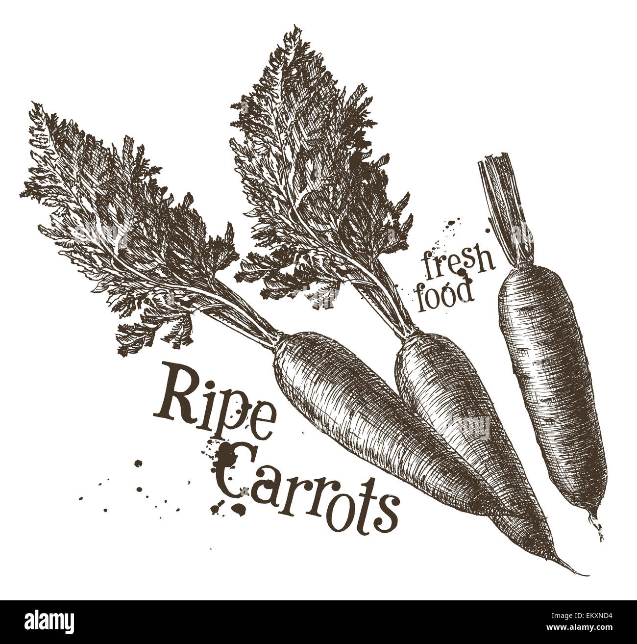 Carote vector logo design modello. verdure fresche, cibo o icona del raccolto. Foto Stock