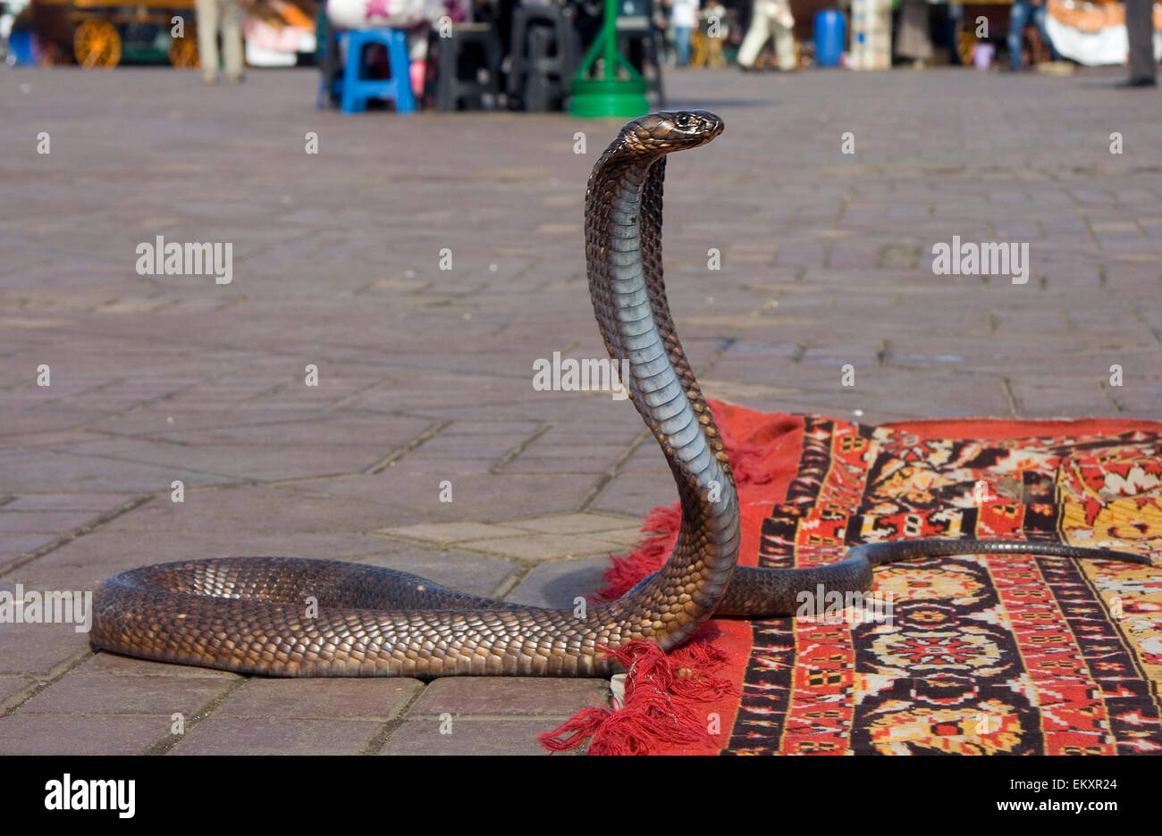 Incantatori di serpenti cobra ballo nella famosa piazza di Marrakech Djemaa el Fna, Marocco Foto Stock