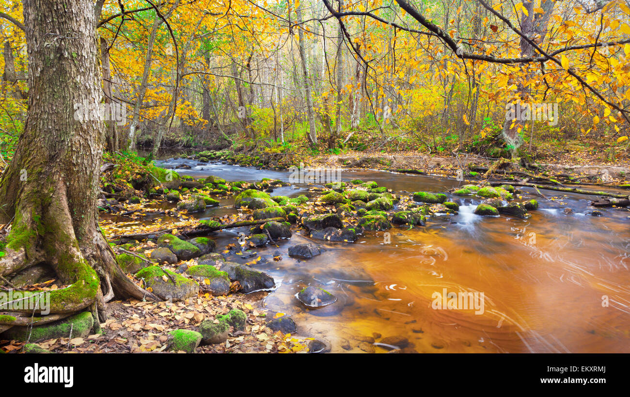 Splendido fiume nella foresta di autunno Foto Stock