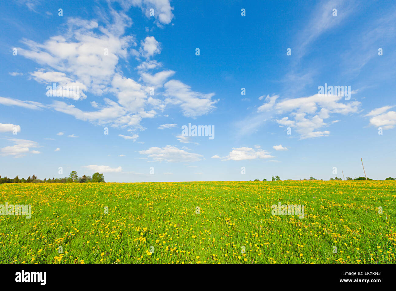 Campo verde con fiori sotto il blu cielo molto nuvoloso Foto Stock