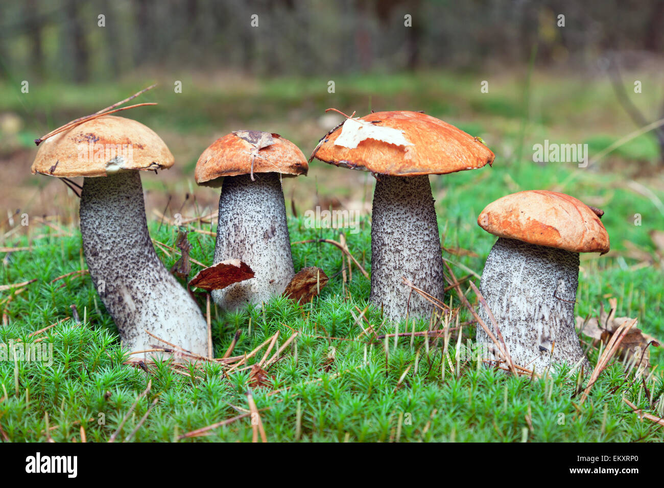 I funghi commestibili in foresta Foto Stock