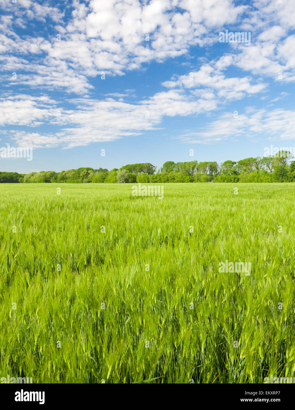 Campo della Segale verde e blu cielo nuvoloso Foto Stock
