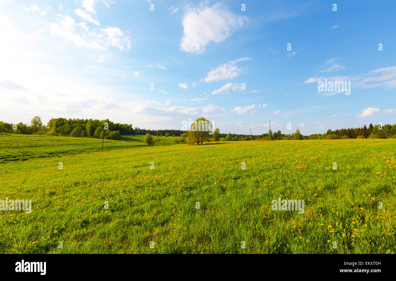 Campo verde con fiori sotto il blu cielo molto nuvoloso Foto Stock