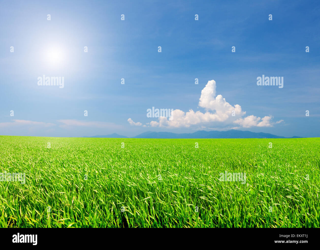 Campo verde e cielo blu con nuvole bianche Foto Stock
