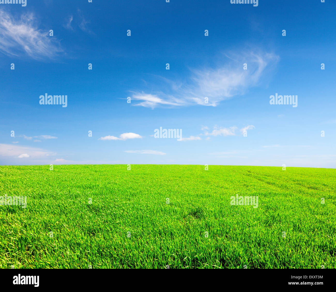 Campo verde sotto il blu cielo molto nuvoloso Foto Stock