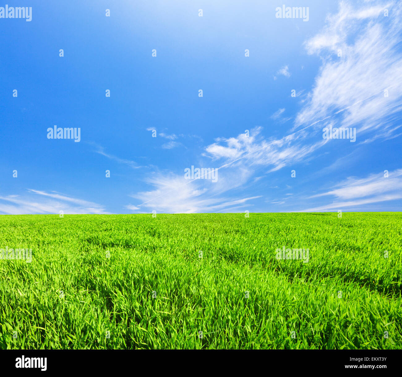 Campo verde sotto il blu cielo molto nuvoloso Foto Stock