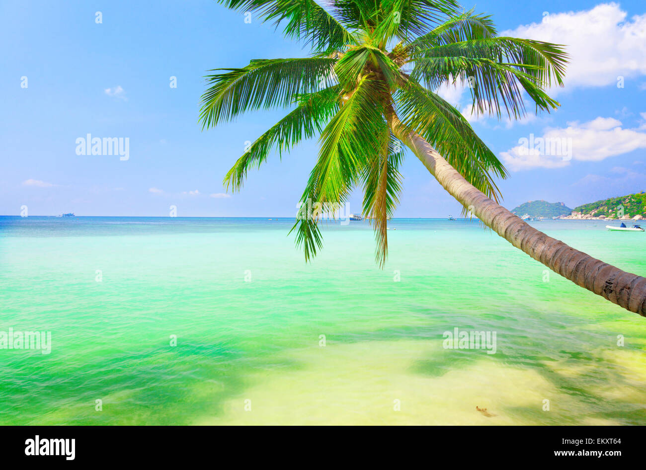 Mare con palme di cocco Foto Stock