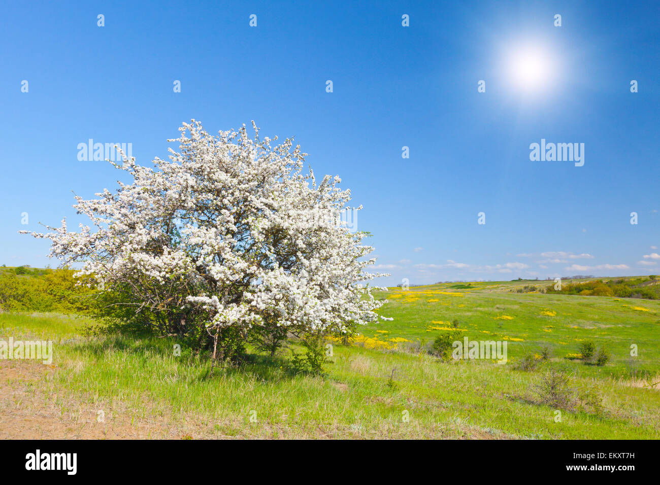 Albero di mele con fiori sotto il cielo blu Foto Stock