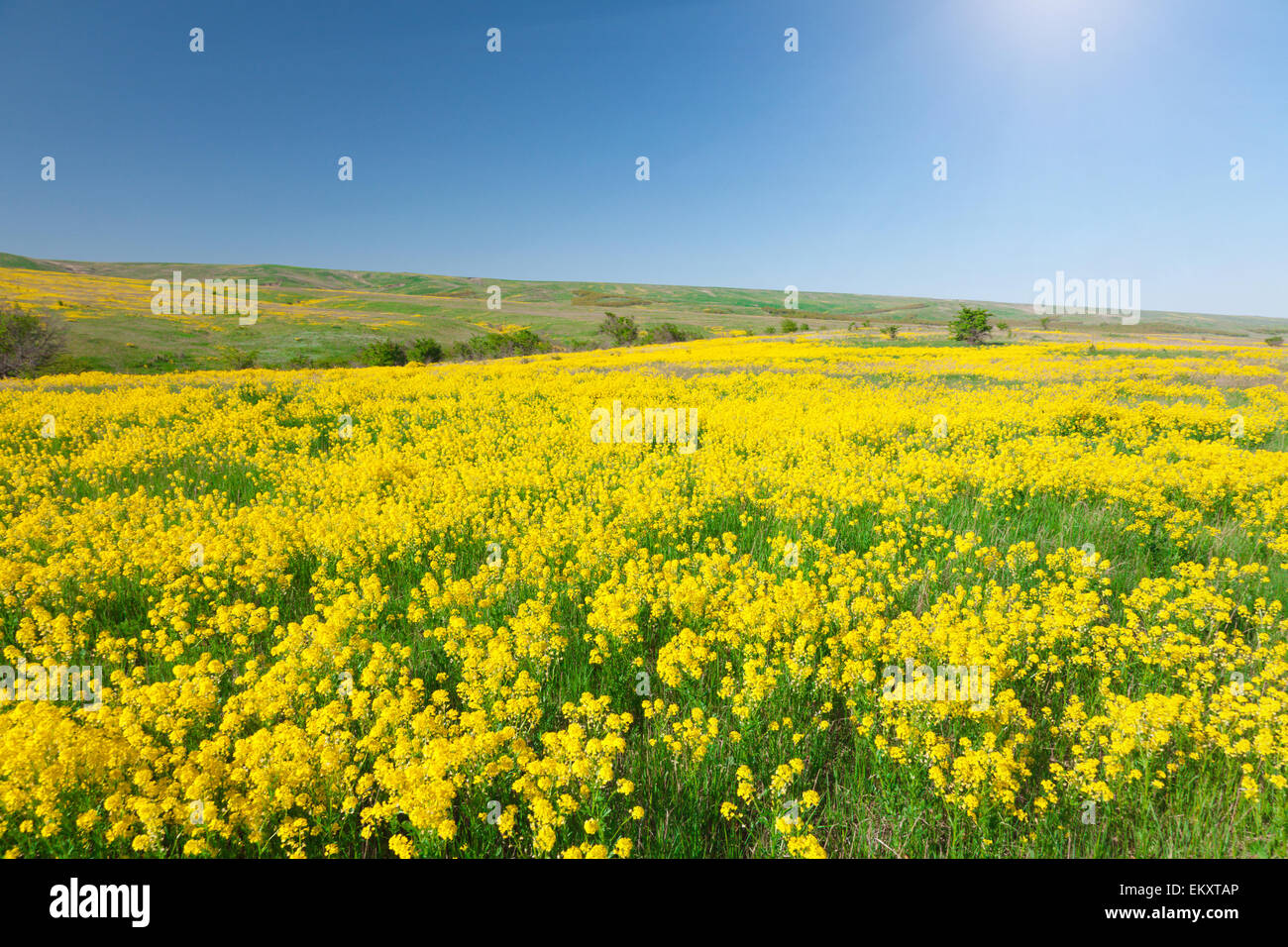 Campo verde con fiori sotto il blu cielo molto nuvoloso Foto Stock