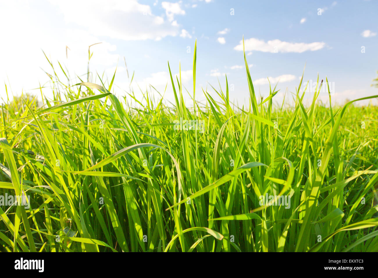 Estate verde erba e cielo Foto Stock