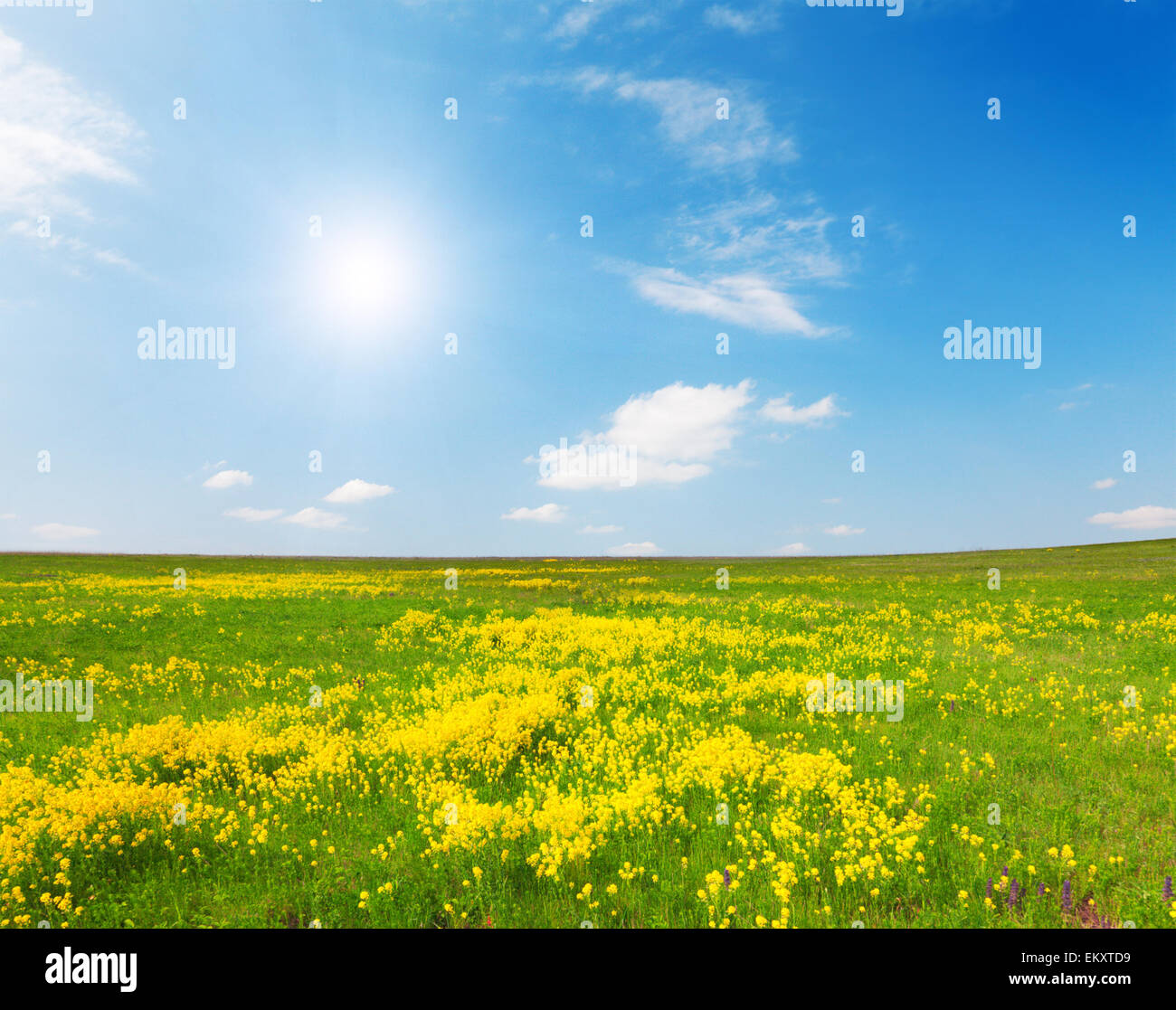 Campo verde con fiori sotto il blu cielo molto nuvoloso Foto Stock