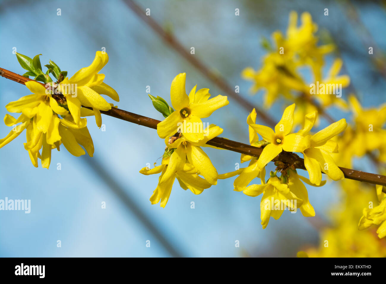 Coltivazione, una bella boccola elastica con fiori di colore giallo Foto Stock