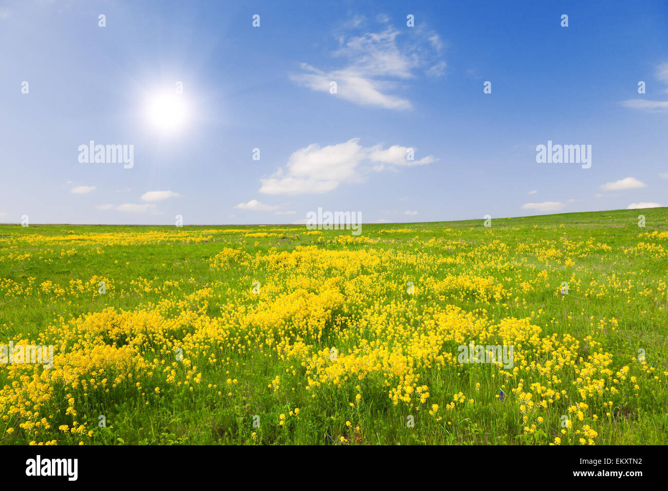 Campo verde con fiori sotto il blu cielo molto nuvoloso Foto Stock