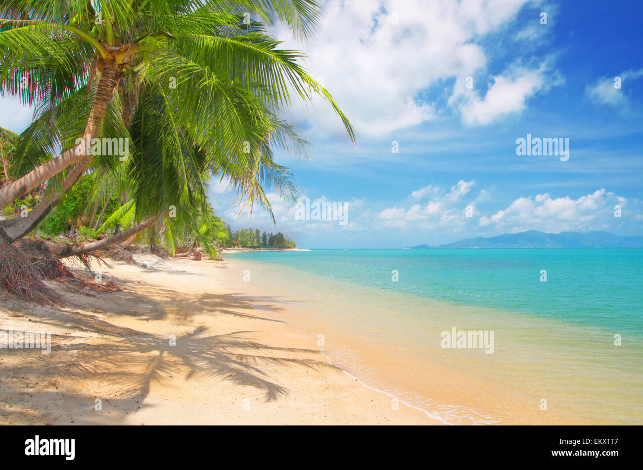 Spiaggia con palme da cocco e mare Foto Stock