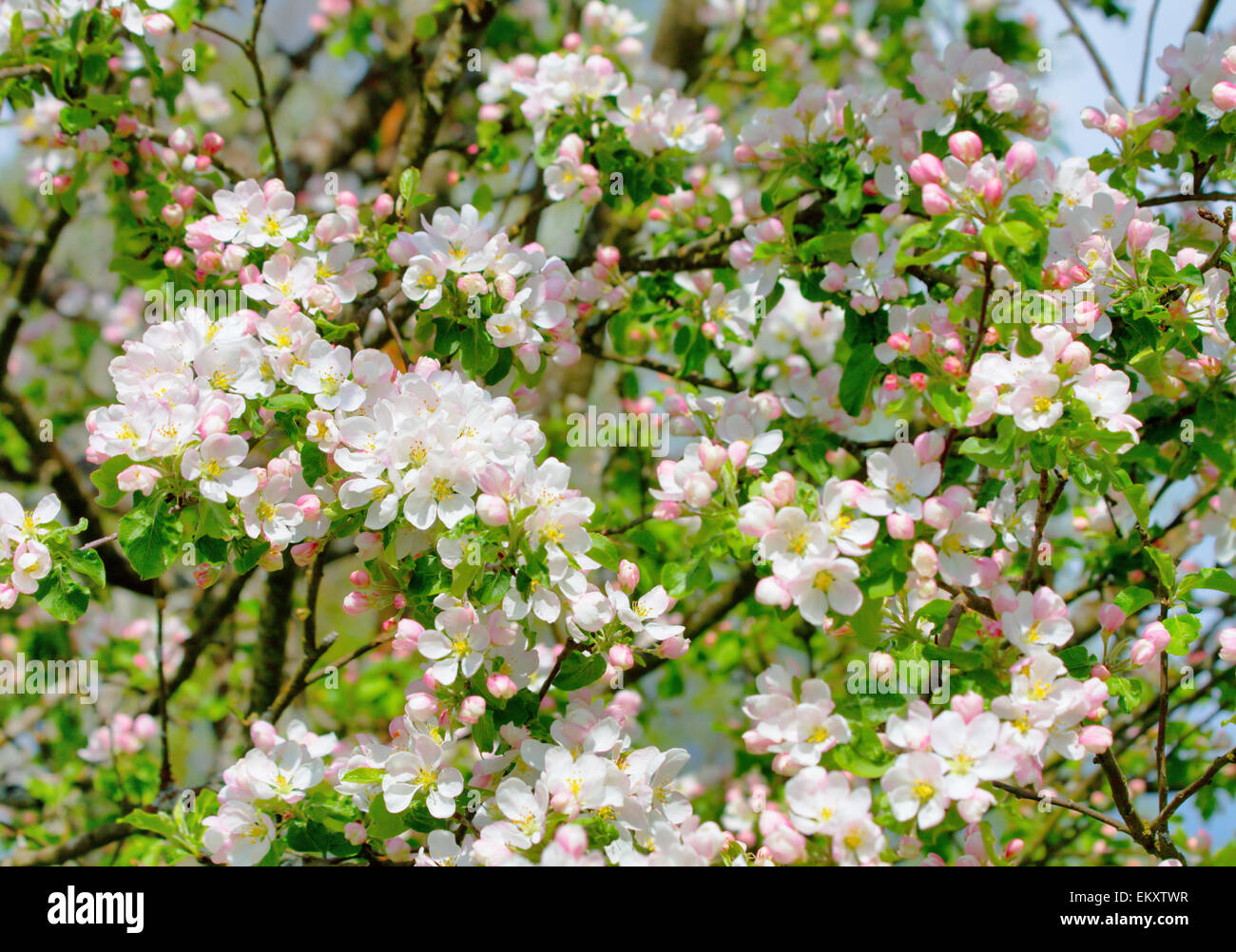 Apple Blossom tree Foto Stock