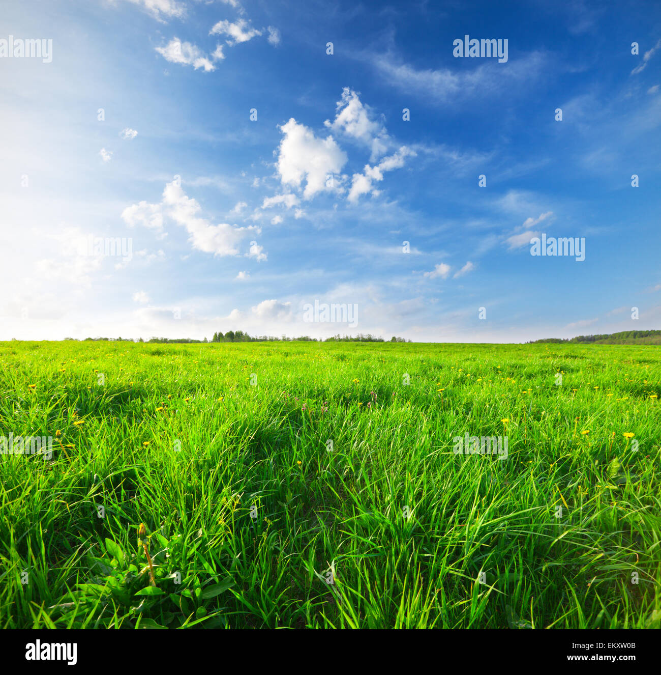 Campo verde sotto il cielo blu Foto Stock