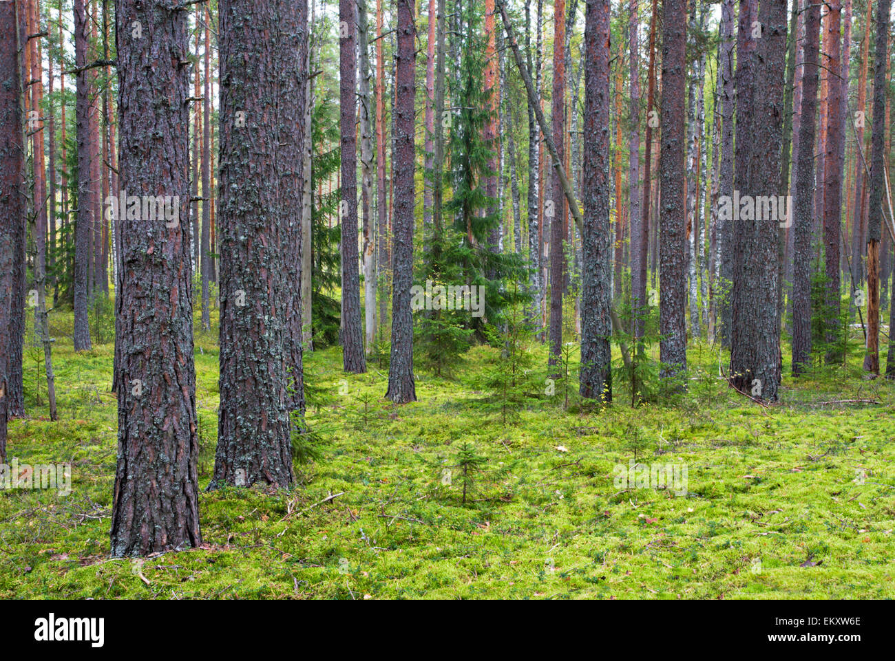 La foresta di conifere Foto Stock