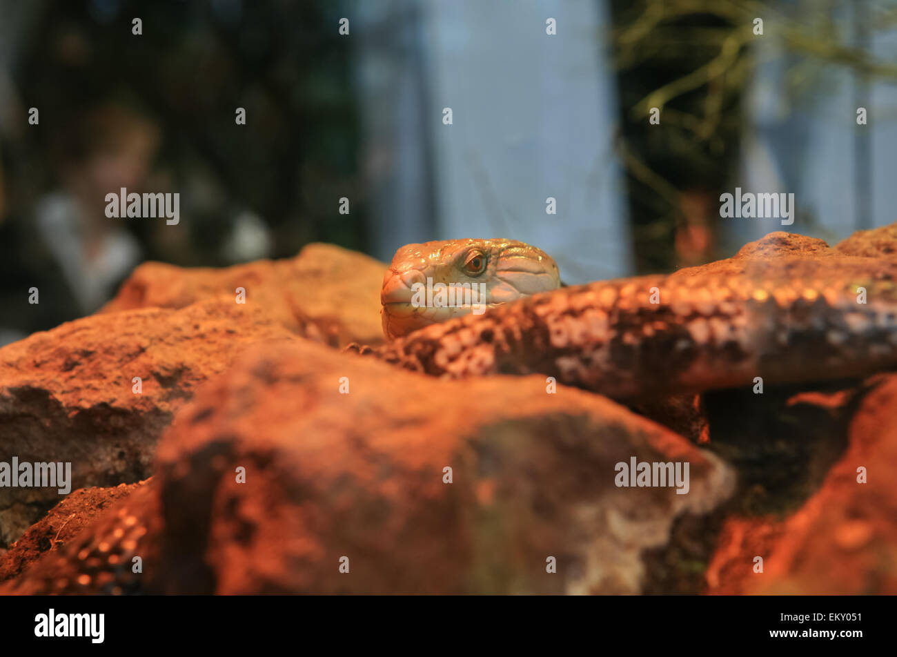 Un deserto lizard testa appoggiata fuori le rocce in un terrario Foto Stock