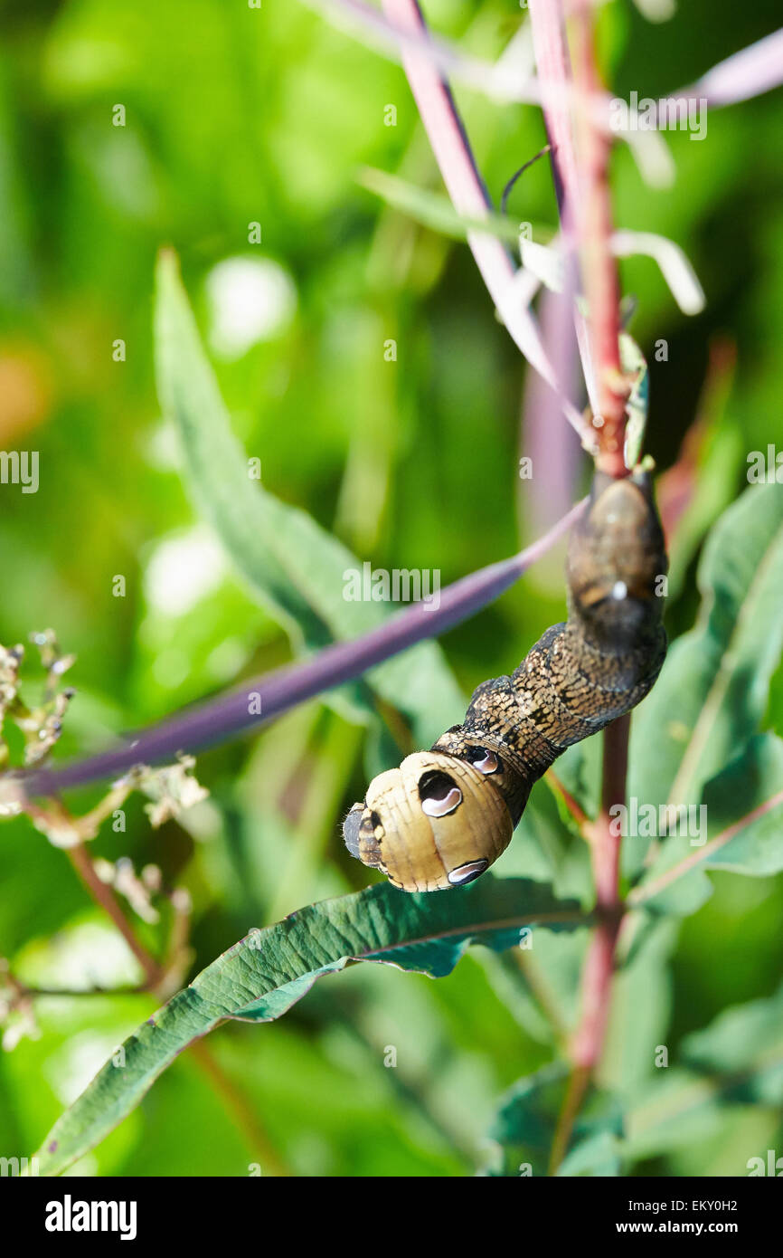 Elephant hawk moth caterpillar a Aston Clinton Rag Box Foto Stock