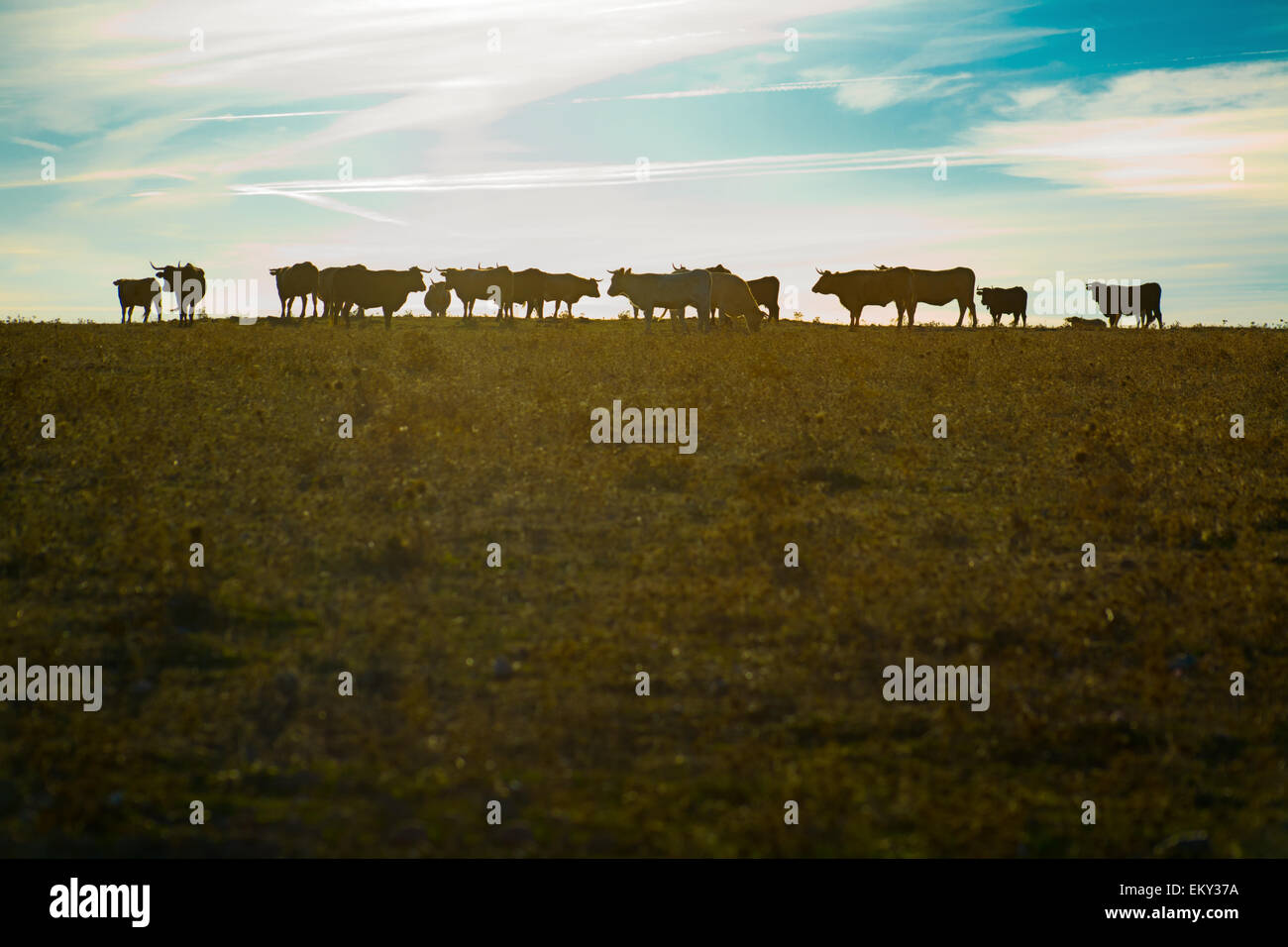 Un gruppo di mucche al pascolo al tramonto, Valdesalor, Caceres, Spagna Foto Stock