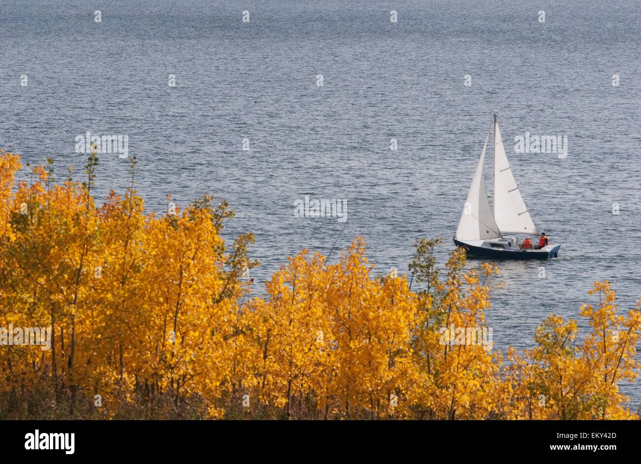 Barca a vela sul Glenmore serbatoio In autunno, Calgary, Alberta, Canada Foto Stock
