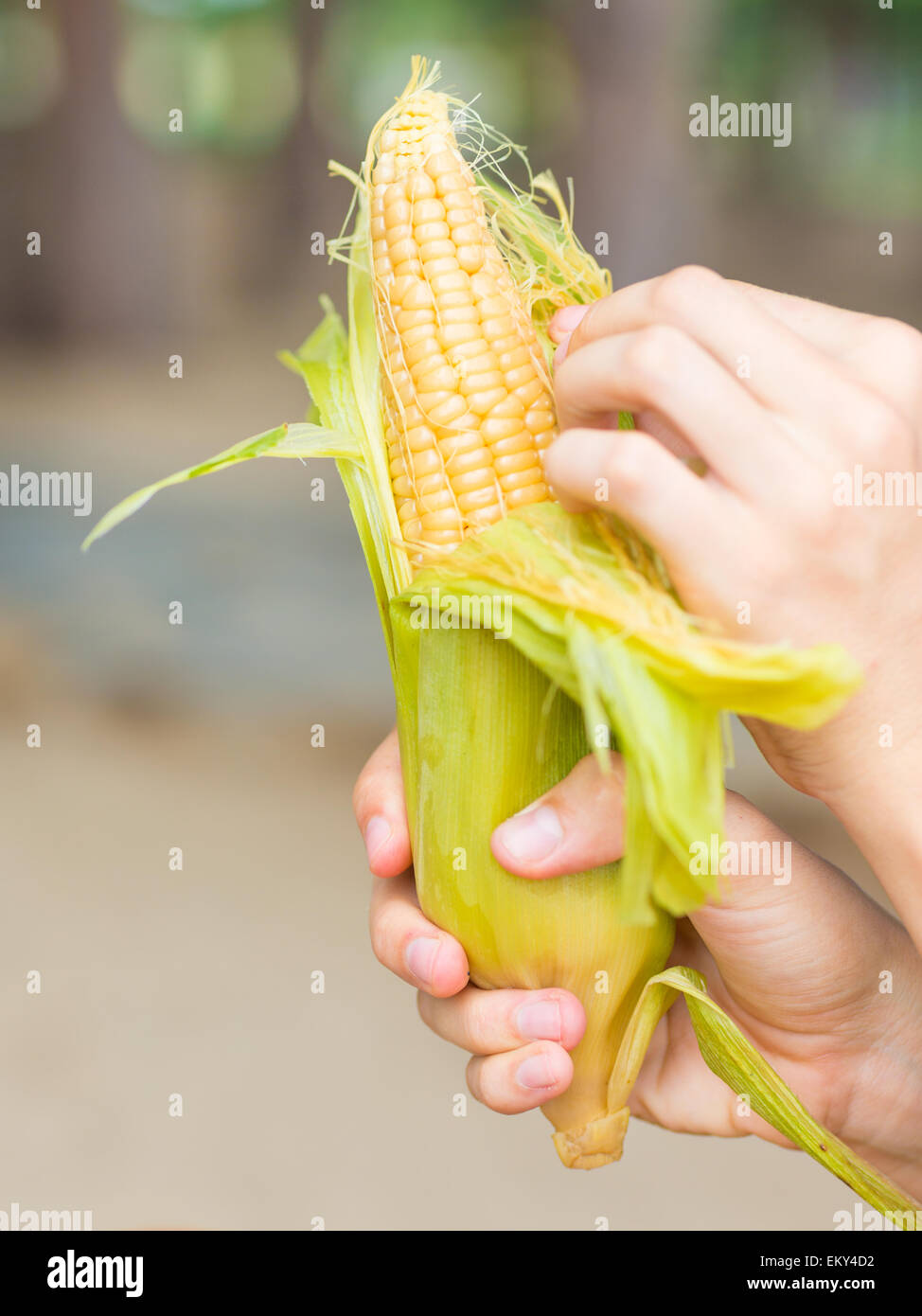 Mani orecchio di mais cotto a vapore Foto Stock
