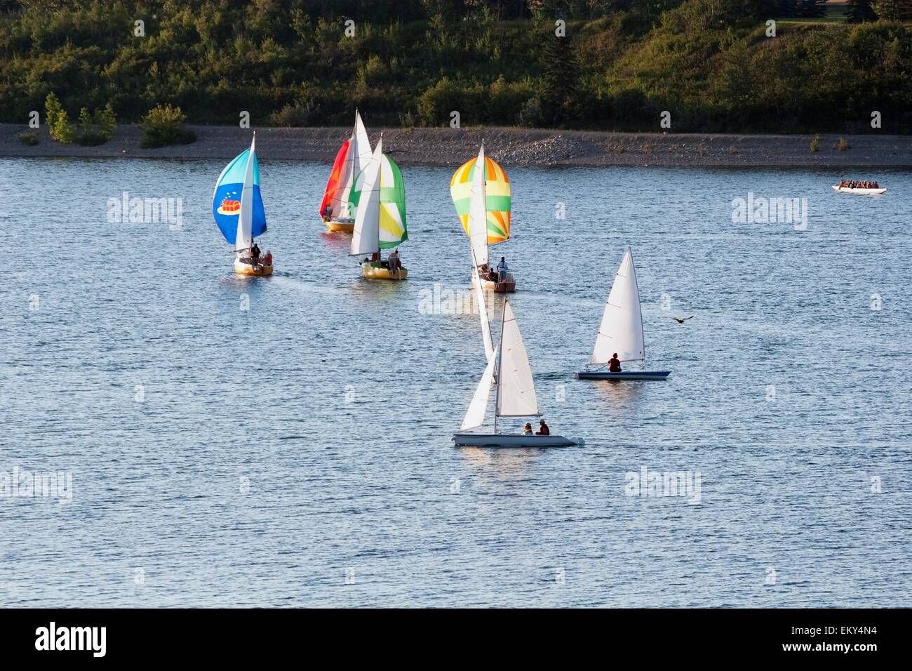 Calgary, Alberta, Canada; barche a vela sul serbatoio di Glenmore Foto Stock