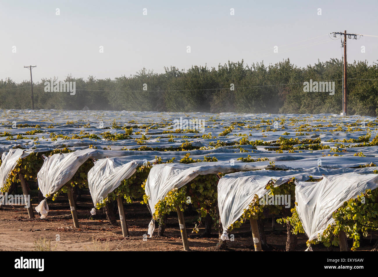 La spruzzatura di pesticidi uva in vigna. Il Tulare County, San Joaquin Valley, California, Stati Uniti d'America Foto Stock