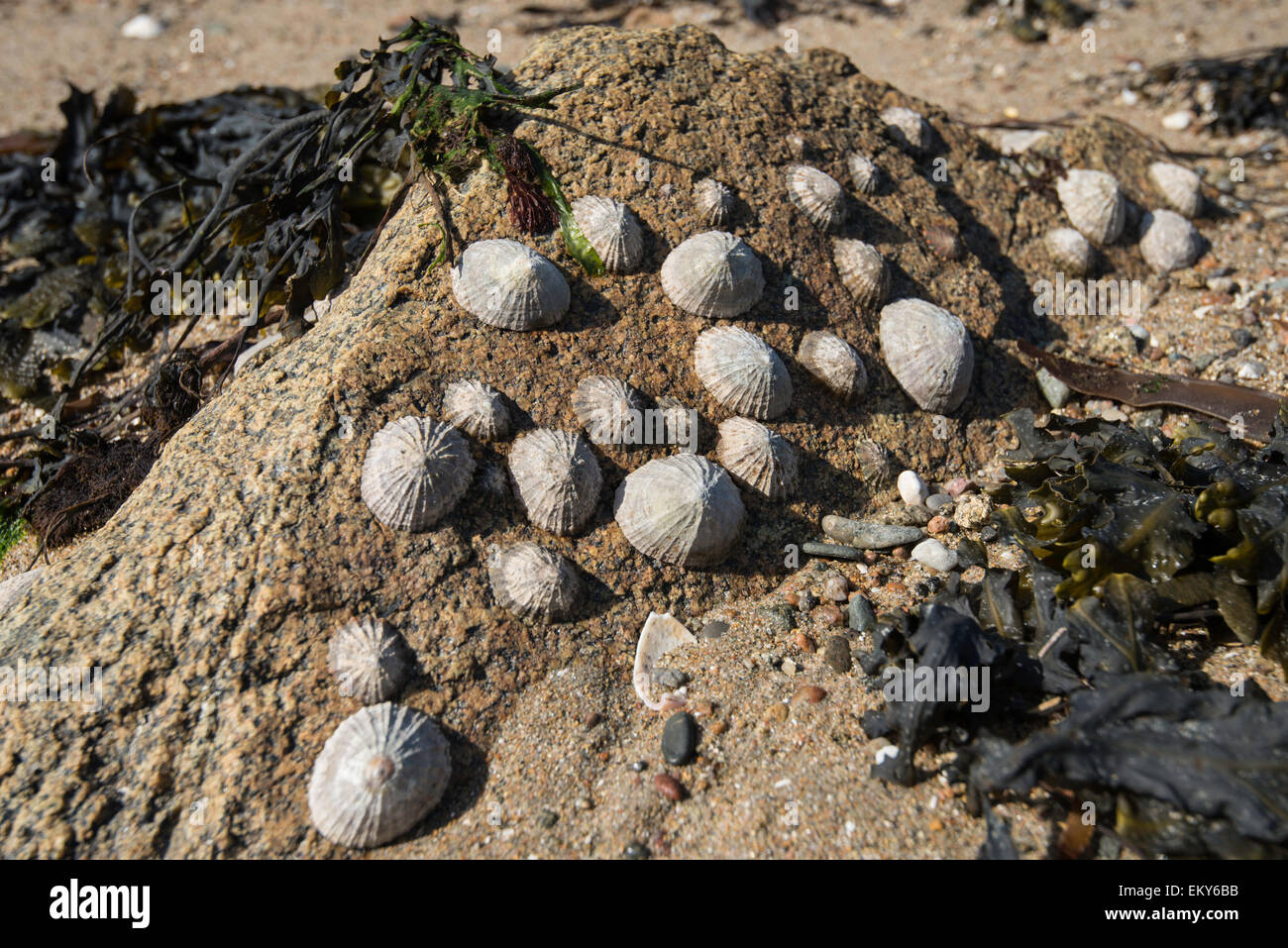 Le patelle sulla roccia - (Patella vulgata) Foto Stock