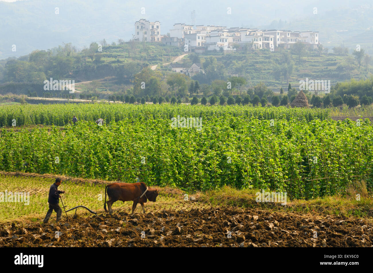 Il contadino arare i campi con Bull Ox sulla valle ricca di terreni agricoli a Yanggancun hilltop village Cina Foto Stock