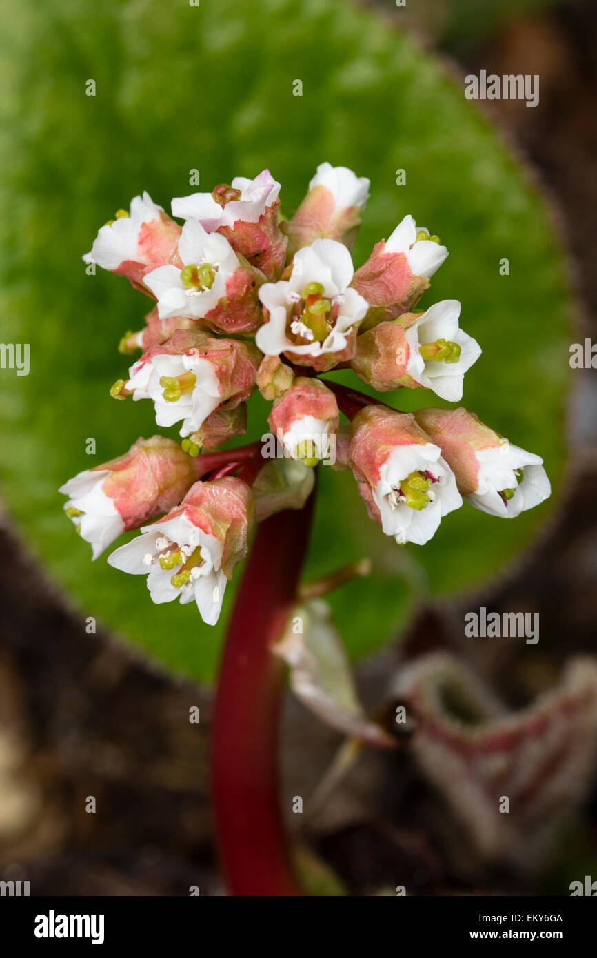 Primi fiori di primavera del deciduo, hairy lasciava perenni, Bergenia ciliata Foto Stock
