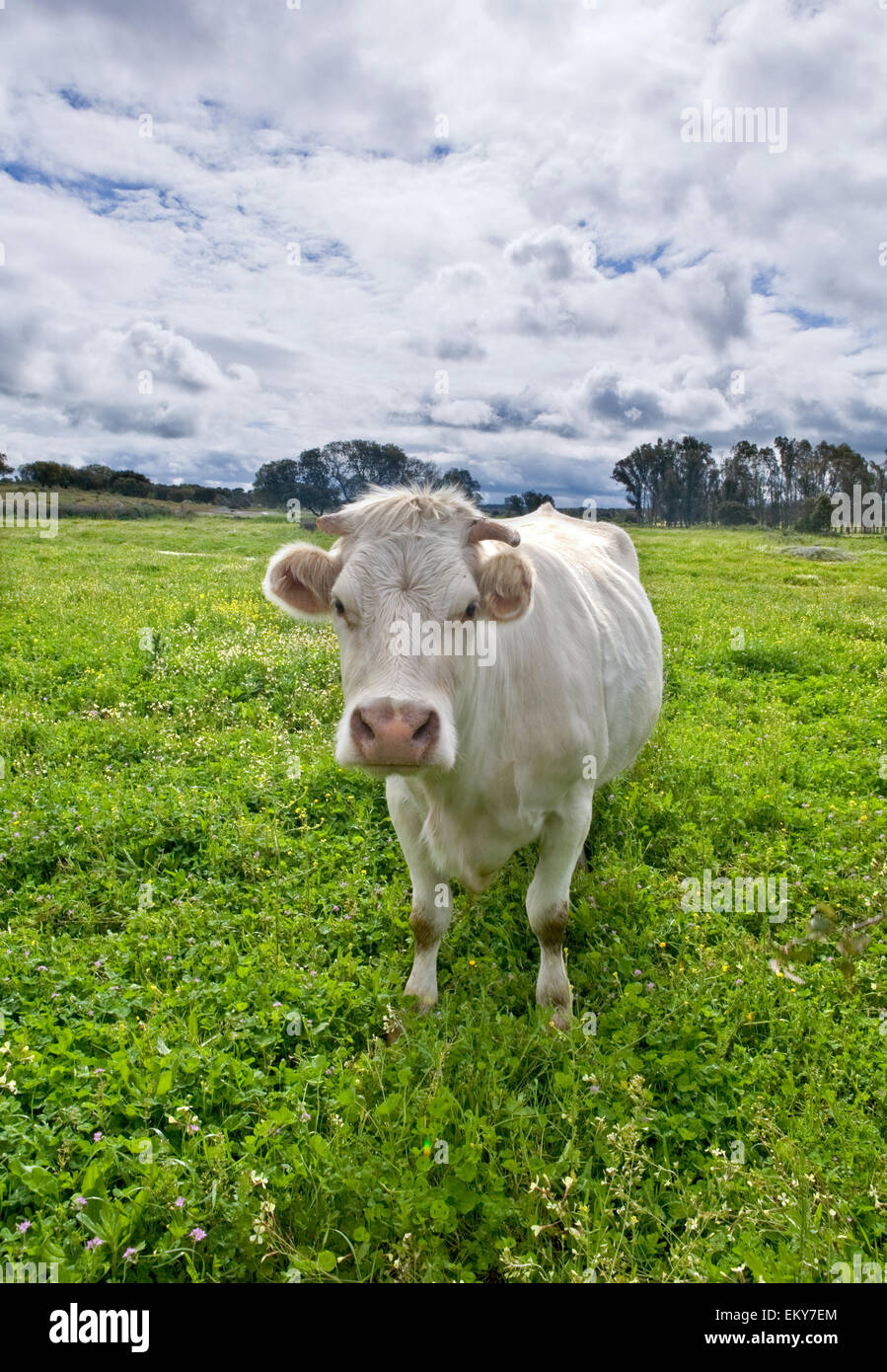 Charolais bovini sono una razza di carne del bestiame (Bos taurus) che ha avuto origine in Charolais, intorno Charolles, in Francia. Essi sono ra Foto Stock