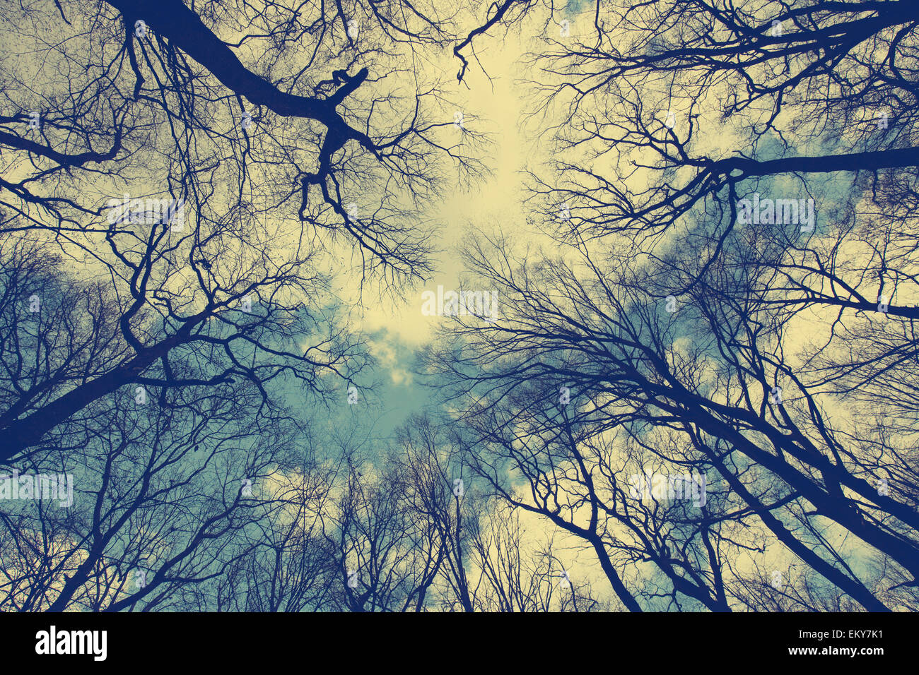 Silhouette di alberi sfrondato contro il cielo Foto Stock