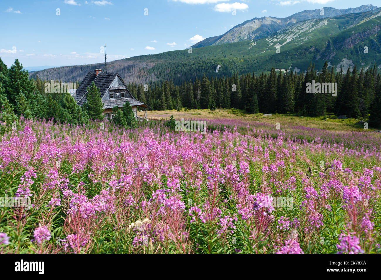 Fiori viola prato, vecchio di legno highlander capanno contro Tatry montagne sullo sfondo, Polonia, Europa Foto Stock
