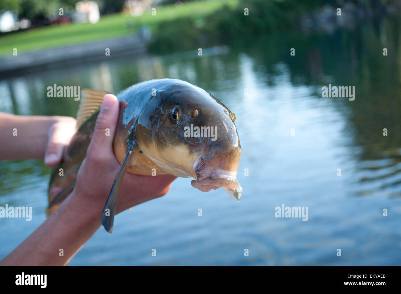 Pesce fotografato presso il Riverfront Park di Spokane Spokane County, WA, Stati Uniti d'America. Foto Stock