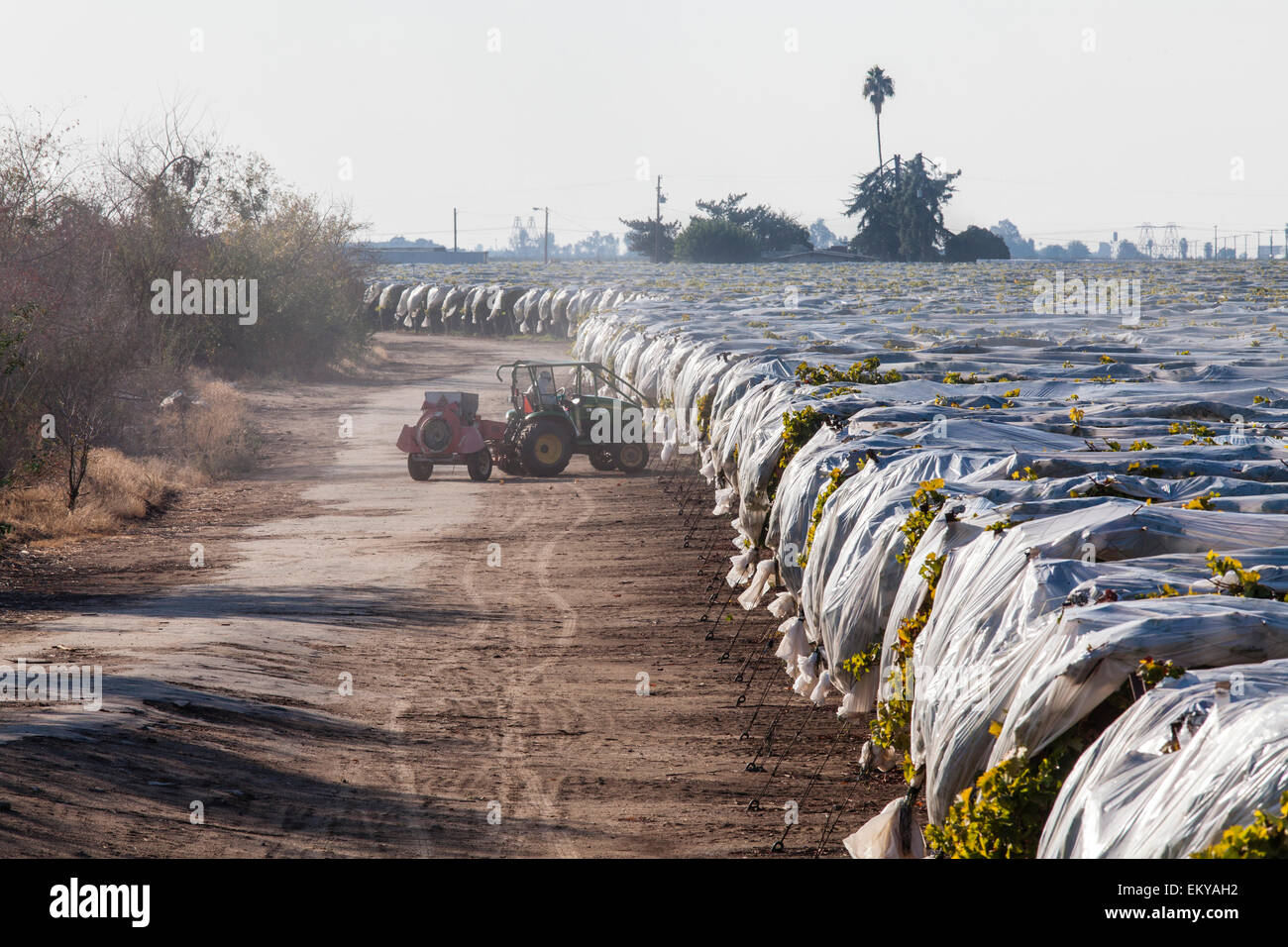 La spruzzatura di pesticidi uva in vigna. Il Tulare County, San Joaquin Valley, California, Stati Uniti d'America Foto Stock