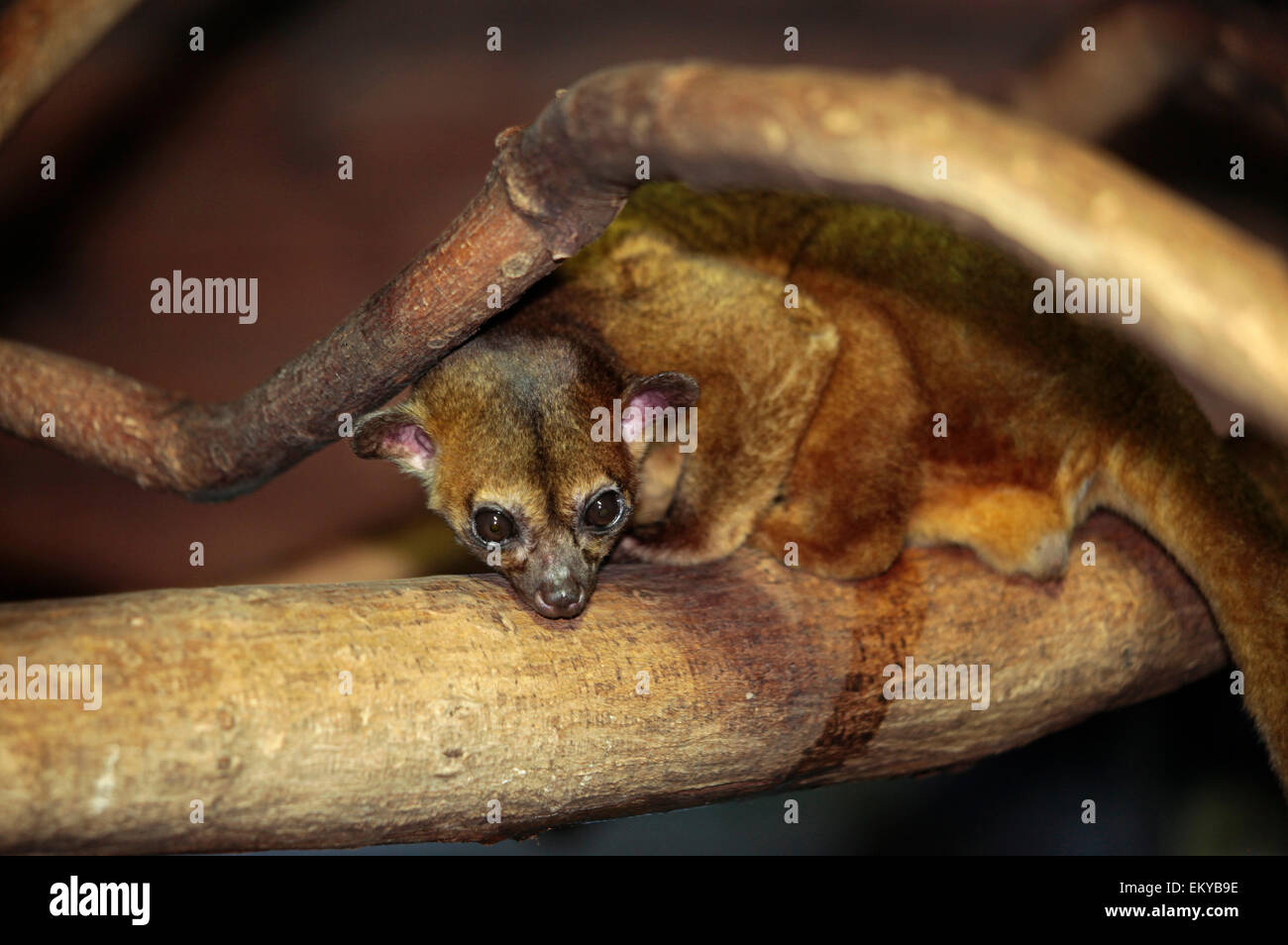 Kinkajou o miele piccolo orso (Potosí flavus) Foto Stock