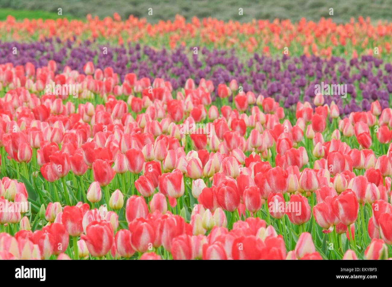 Woodburn, Oregon, Stati Uniti d'America; i tulipani in un campo a cassone in legno Tulip Farm Foto Stock