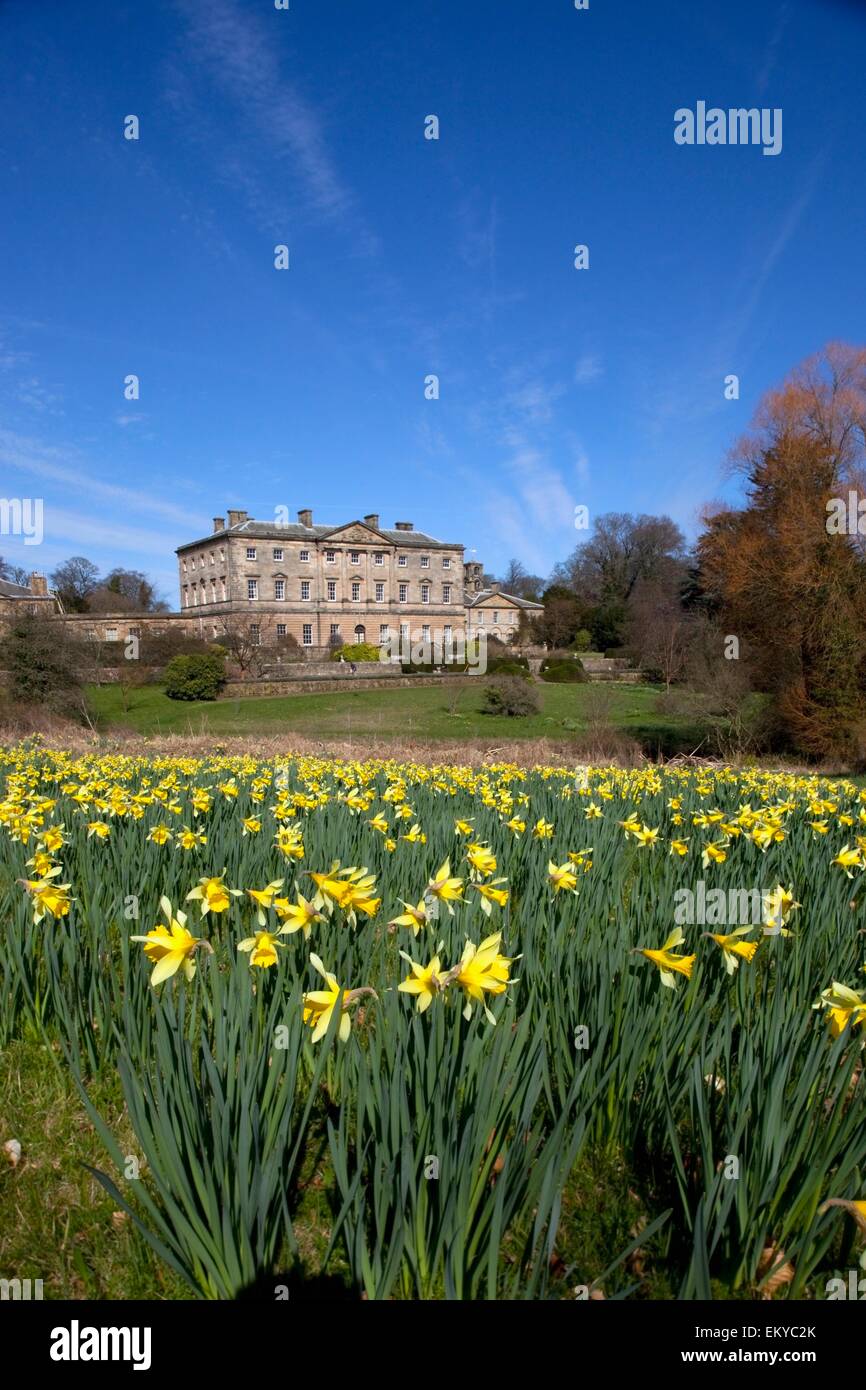 Northumberland, Inghilterra; un campo di narcisi davanti Howick Hall Foto Stock