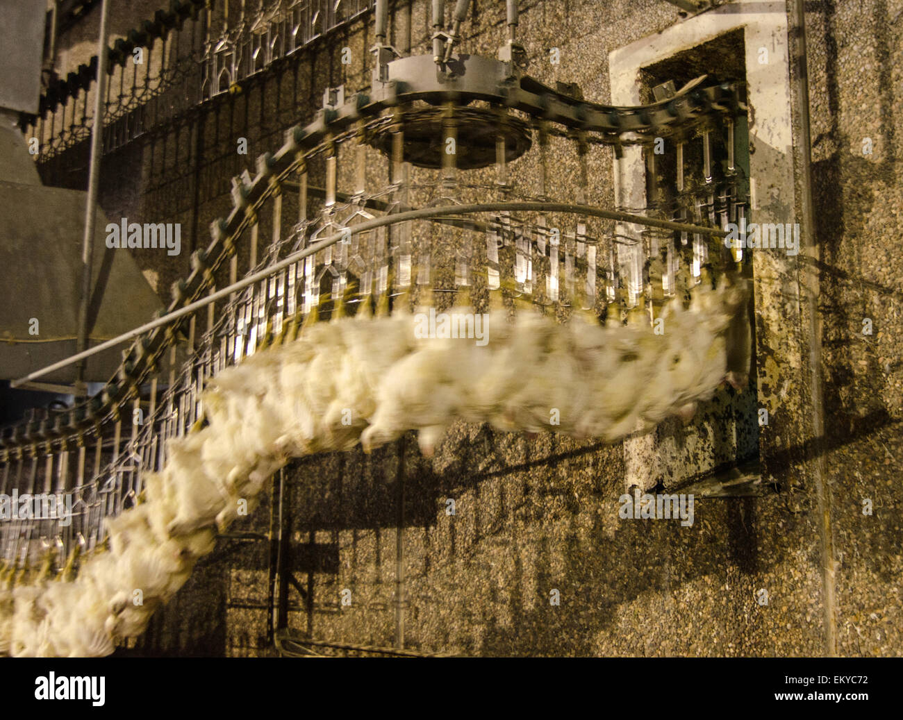 Carne di pollo factory Foto Stock