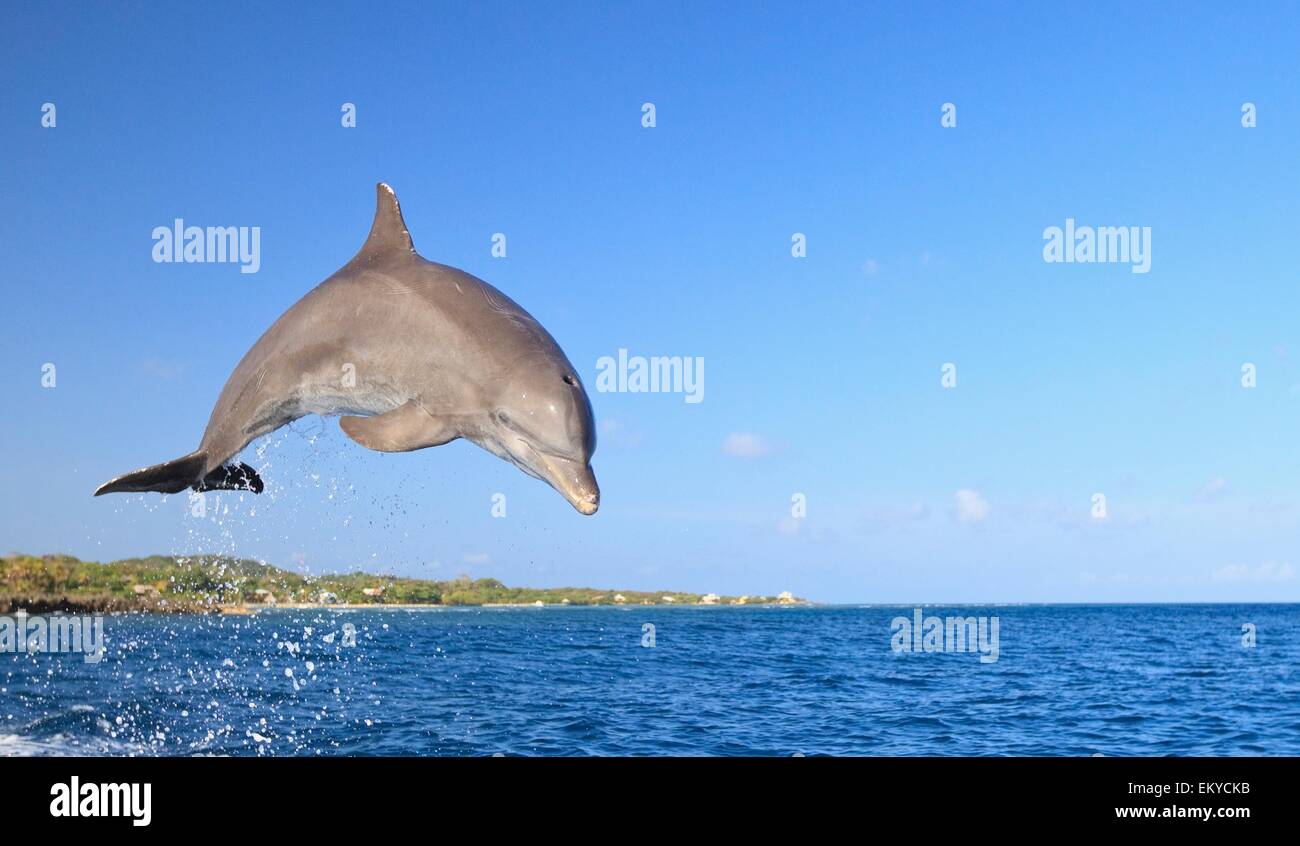 Roatan, isole di Bay, Honduras; tursiope (Tursiops truncatus) il salto nel Mar dei Caraibi Foto Stock