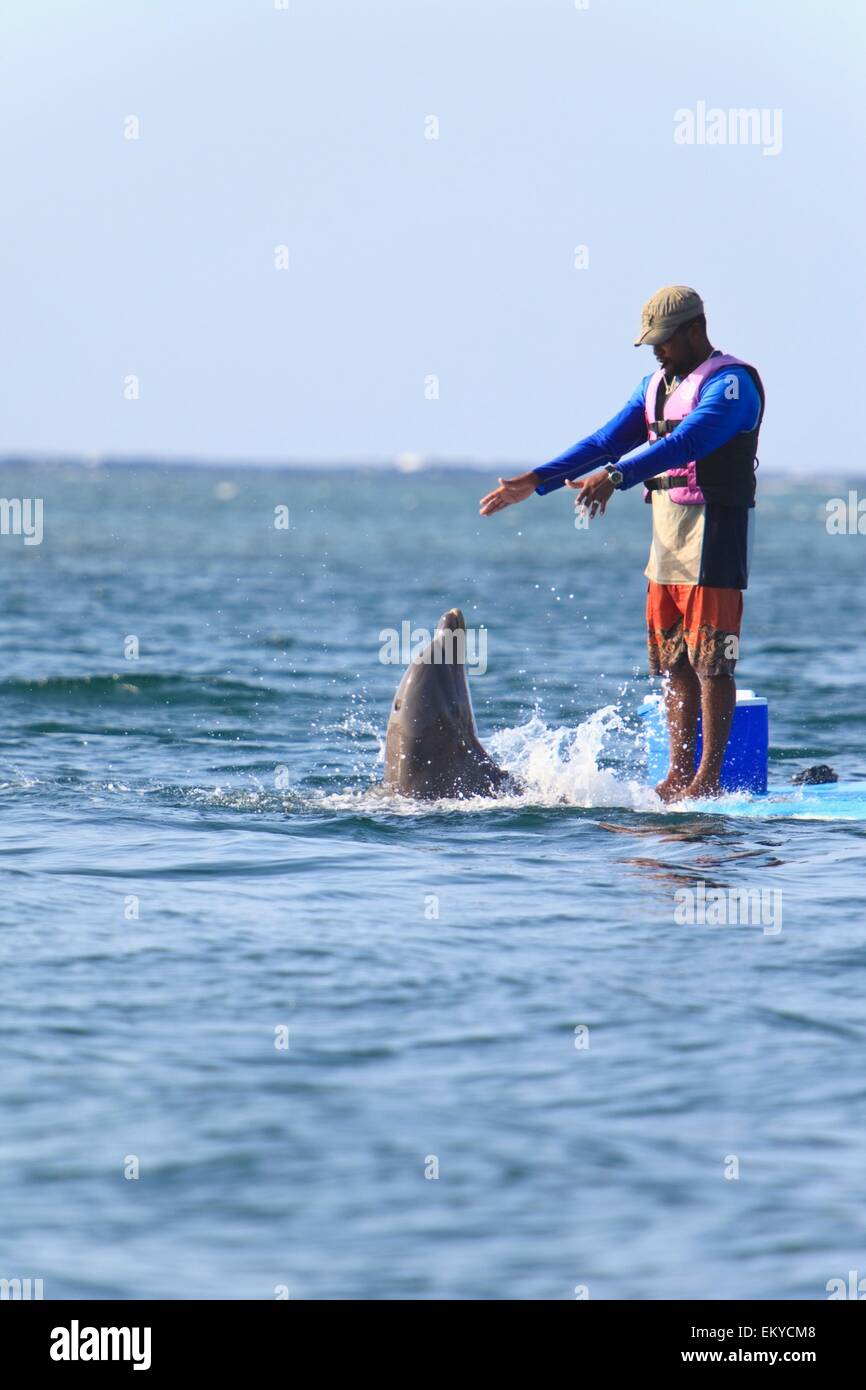 Roatan, isole di Bay, Honduras; il Trainer e il tursiope o delfino maggiore (Tursiops truncatus) a Anthony's Key Resort Foto Stock