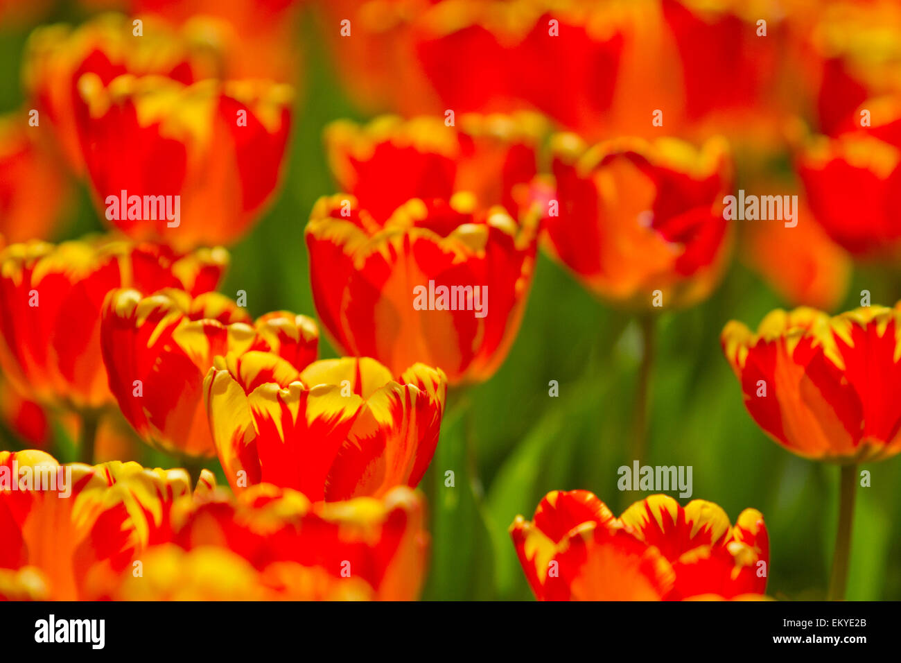 Rosso e tulipani gialli in una giornata di sole Foto Stock