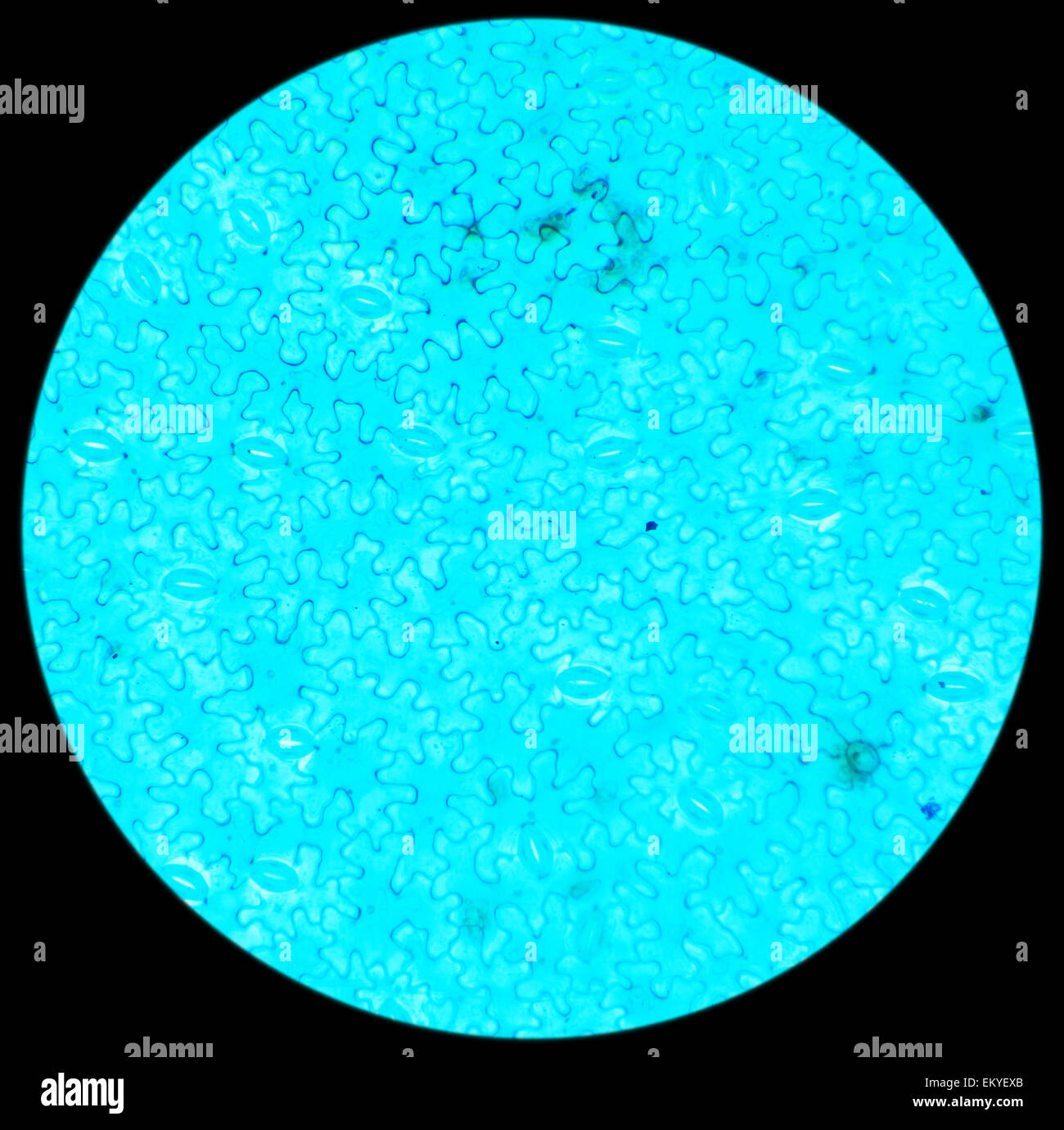 Vicia dicotiledone foglie sotto un microscopio (Vicia dicotiledone leaf W.M.), 40x Foto Stock
