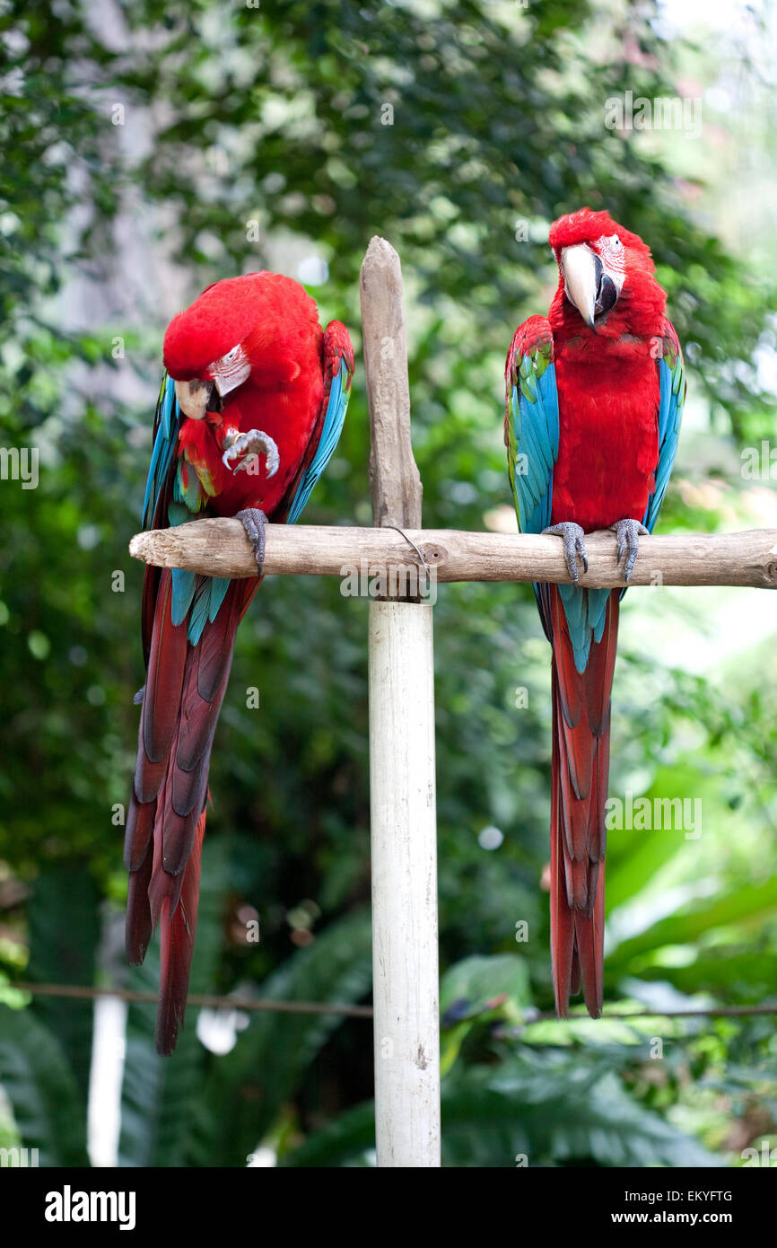 Due belle di rosso e di blu macaw appollaiato su un palo di legno Foto Stock
