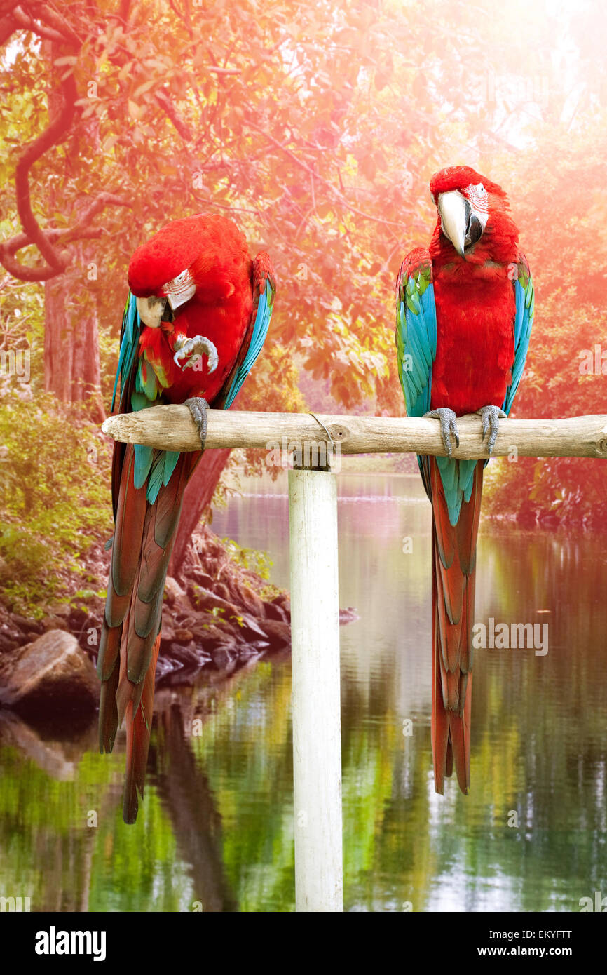 Due belle di rosso e di blu macaw appollaiato su un palo di legno dal fiume tropicale Foto Stock