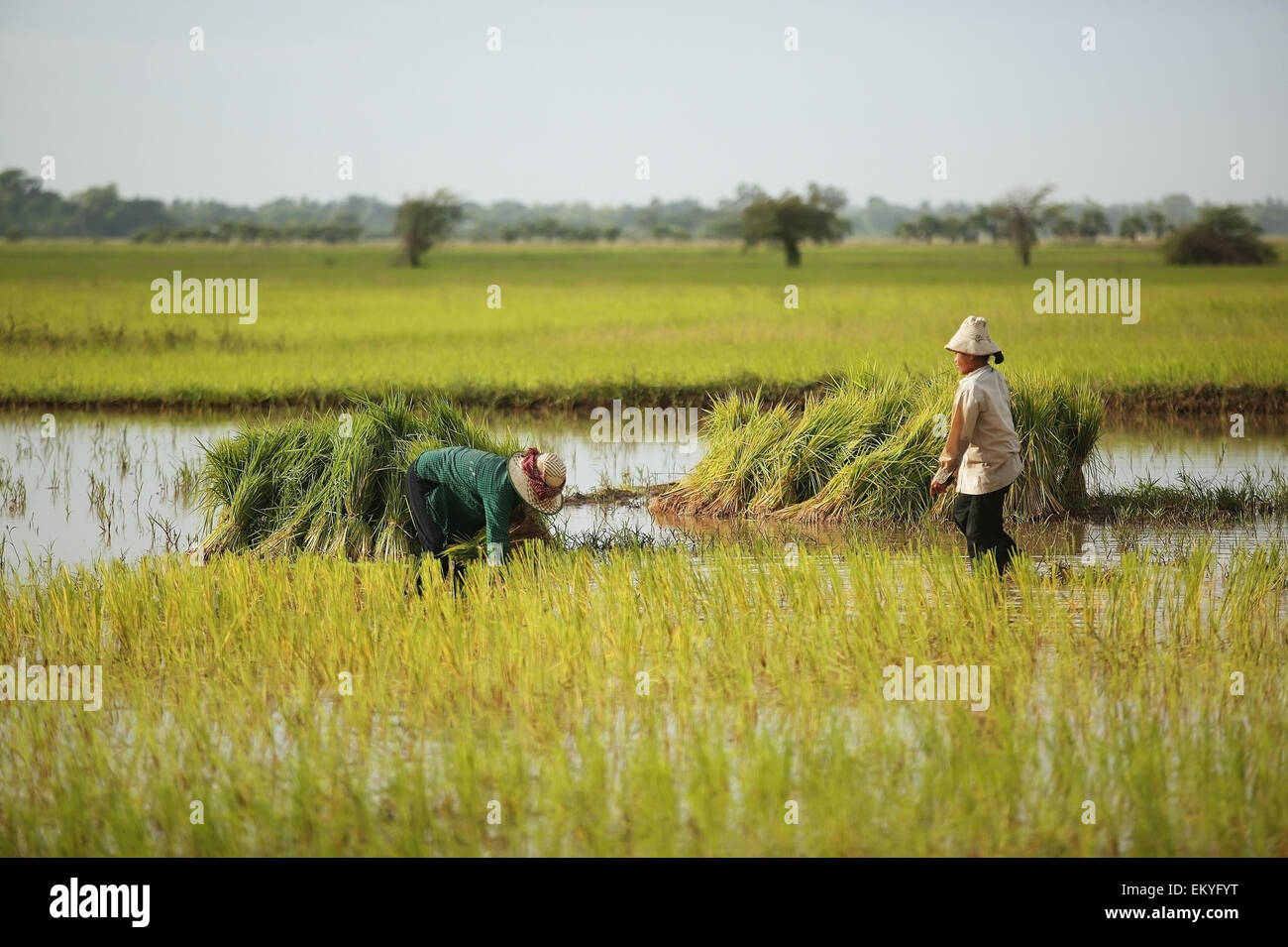 Paesaggio di campi di riso; Takom Village, Cambogia Foto Stock