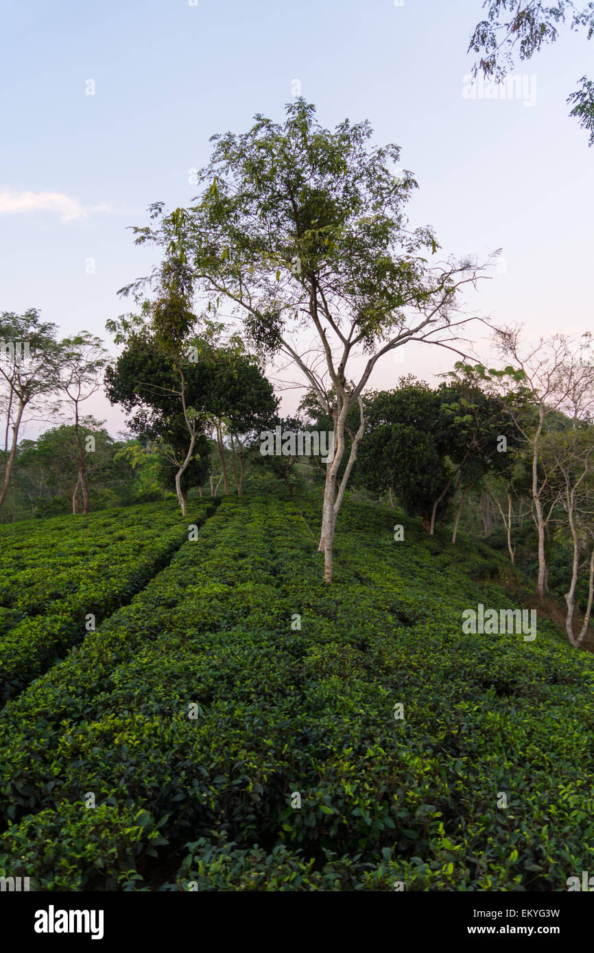 Tramonto a una fattoria di tè in Bangladesh Foto Stock