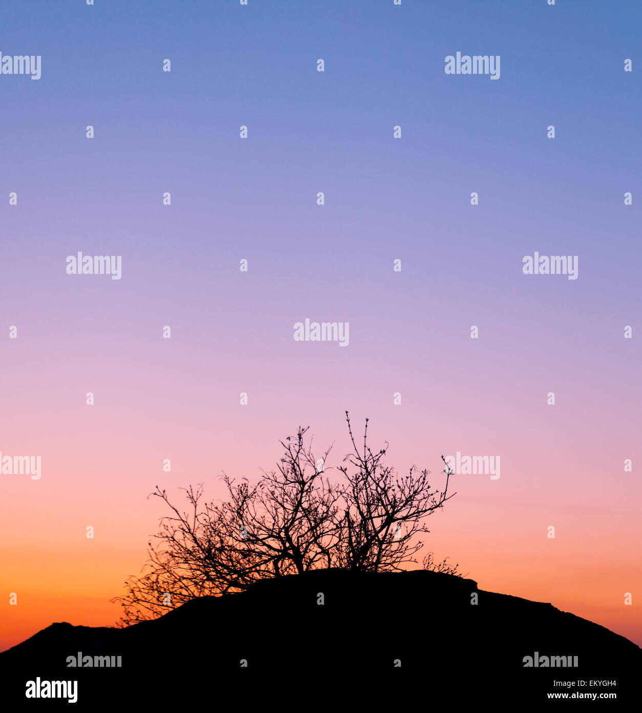 Bella immagine orizzontale con alberi silhouette al tramonto in primavera in Ucraina Foto Stock